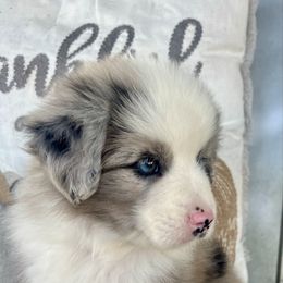 Knox - Blue merle male Miniature Australian Shepherd puppy in Brookshire, Texas from P's Aussies