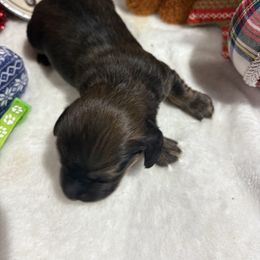 Red sable - Sable male Dachshund puppy in Pleasant Plains, Arkansas from JGBs Dachshunds