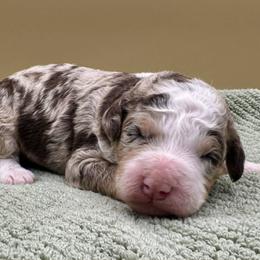 Mint Chip (Chip) - Merle male Bernedoodle puppy in Hendersonville, North Carolina from Kim's Cove
