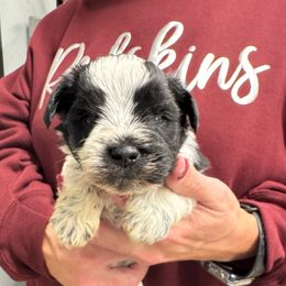 Otis - dark green collar - Parti male Miniature Schnauzer puppy in Oneonta, Alabama from Murphree Valley Kennels
