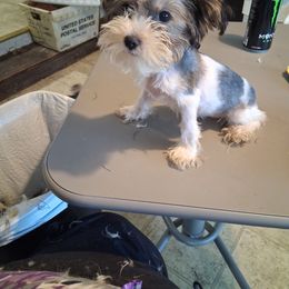Autumn - Parti female Yorkshire Terrier puppy in Jacksonville, Arkansas from Royal Yorkie Terrier