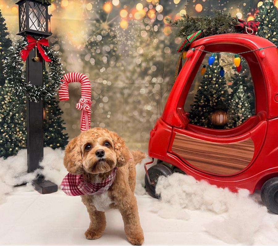 H&H Cavapoos in Oklahoma | Cavapoo puppies | Good Dog