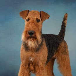 Celeste - Airedale Terrier