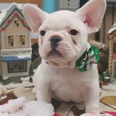 French Bulldogs from Groomingdales