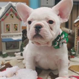 French Bulldogs from Groomingdales