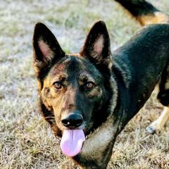 Max - German Shepherd