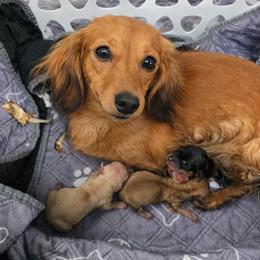 Rowena - Dachshund