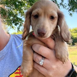 Lloyd - Cream male Dachshund puppy in Slaughterville, Oklahoma from BooneDox Miniature Dachshunds