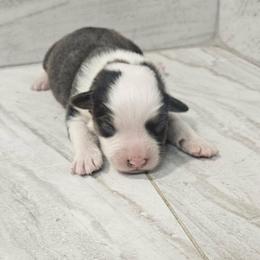 Flower - Black tri-color female Australian Shepherd puppy in Arbela, Missouri from County Line Aussies