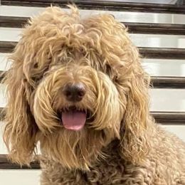 Double Doodles from Jericho Manor Doodles