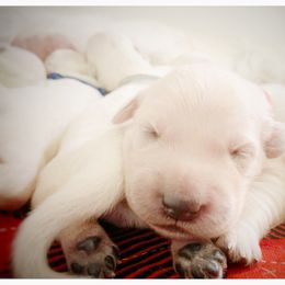 Golden Retriever Puppies from Winter's Dream Goldens