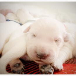 Golden Retriever Puppies from Winter's Dream Goldens