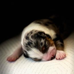 Girl 4: Blue Merle - Blue merle female Australian Shepherd puppy in St. Paul, Oregon from Raybell Ridge Farm