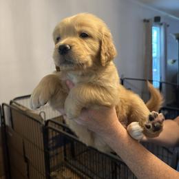Golden Retriever Puppies from Mule City Kennels