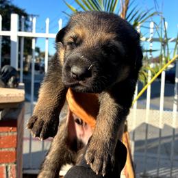 Baron - Black and red male German Shepherd puppy in Whitewater, California from Vom Haus Metzler Shepherds