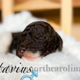 Octavius - Parti male Poodle puppy in Greenville, North Carolina from Grace Poodles