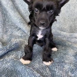 John McVie - Black and white Chinese Crested puppy in Temecula, California from SoCal Chinese Crested
