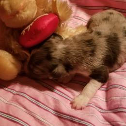 Sheepadoodles and Toy Australian Shepherds from Yvette Pendleton