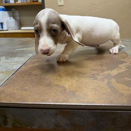Pluto - Piebald male Dachshund puppy in Irving, Texas from DFW Dachshunds by G & S