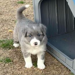 Simba - Atypical merle male Border Collie puppy in Hartsville, South Carolina from Wiggles 4 Life