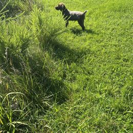 Wirehaired Pointing Griffon Puppies from Harmony Hills Griffons