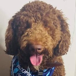 Goldendoodles and Poodles from KB Doodles