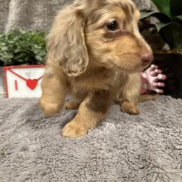 Dachshund Puppies from Lone Star Dachshunds