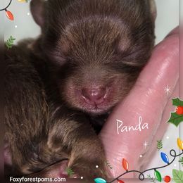 Panda - Chocolate female Pomeranian puppy in Eatonville, Washington from Foxy Forest Poms