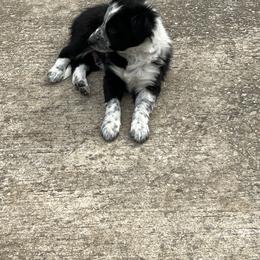 Border Collie Puppies from Roaring River Border Collies