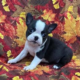 Taffy - Black brindle and white female Boston Terrier puppy in Fillmore, Illinois from Wind Hill Puppies