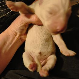 Girl 1 - White female Siberian Husky puppy in Porter Corners, New York from Gemstone Huskys