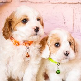 Aussiedoodles, Cavapoos, and Goldendoodles from Ever After Doodles Arizona