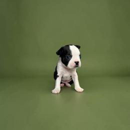 AKC Jasper - Black brindle and white male Boston Terrier puppy in Galena, Kansas from RottNBostons