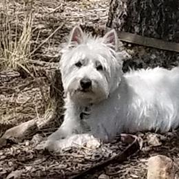 Bonni - West Highland White Terrier