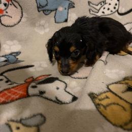 Benji - Black and tan male Dachshund puppy in Conroe, Texas from Dots Dachshunds
