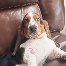 Girl 3 - Black brown and white Basset Hound puppy in Columbia, South Carolina from Pawmetto Hounds