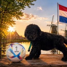 Netherlands - Black female Goldendoodle puppy in Houston, Texas from Were The Mack'Doodles