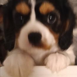 Truffle - Christmas special - Tri-color female Cavalier King Charles Spaniel puppy in East Providence, Rhode Island from Marta's Cavaliers