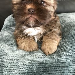 Shih Tzu Puppies from LaDawn’s Little Lions