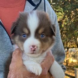 Coral - Red tri female Miniature Australian Shepherd puppy in California, Kentucky from Sonlight Ridge Aussies