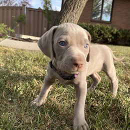 "Iris" Weimaraner Puppies from Baird Weims - AKC registered