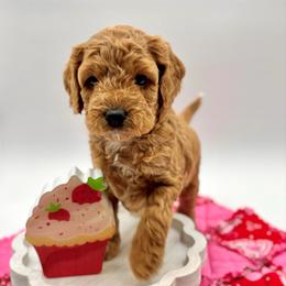 Banana - Red female Cavapoo puppy in La Vernia, Texas from Texas Teddy Bears