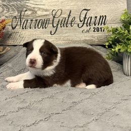 Rucker - White and red male Border Collie puppy in Moody, Texas from Narrow Gate Farm