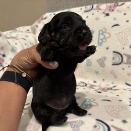 Pink Collar Girl - Black and tan female Dachshund puppy in Fontana, California from Oscar Meyer’s Weenies