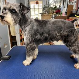 Diesel - Miniature Schnauzer