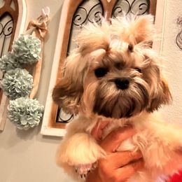 Lady Mindy - Black & tan tri-color female Maltipoo puppy in Southern,, California from Maltipoo Tiny Pups & More