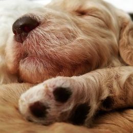 Goldendoodles from Callie Doodle Goldendoodles