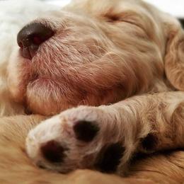 Goldendoodles from Callie Doodle Goldendoodles