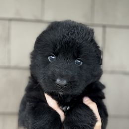 German Shepherd Puppies from Vom Schön Traumhund