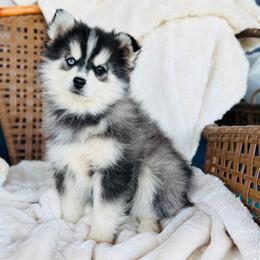 Dancer - Black and white male Pomsky puppy in Yavapai County, Arizona from Pawsh Pomskies